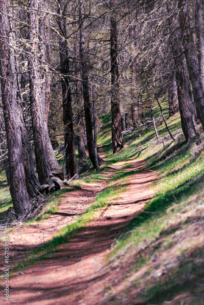 Obraz premium footpath in the woods