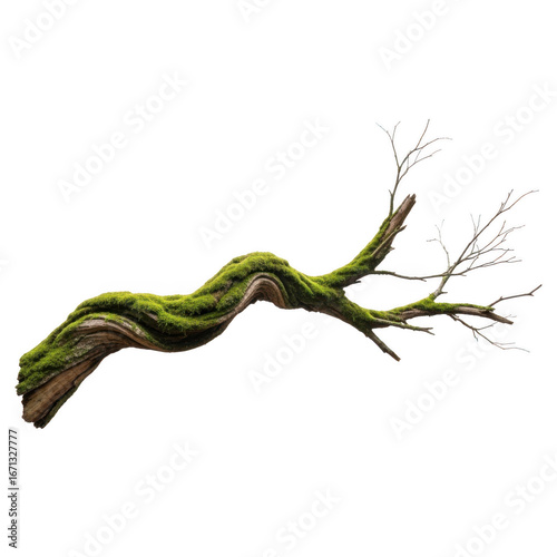 Mossy branch isolated on transparent background transparent background