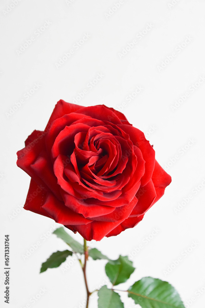 Naklejka premium 赤い薔薇