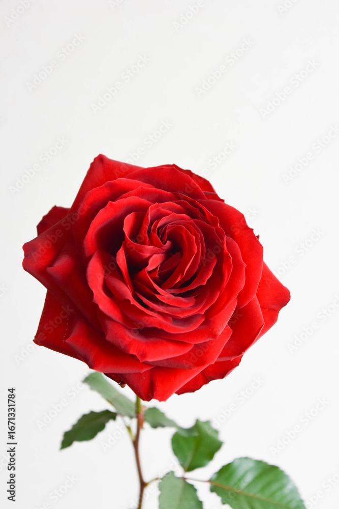 Fototapeta premium 赤い薔薇