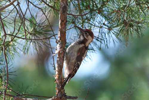 Dendrocopos syriacus