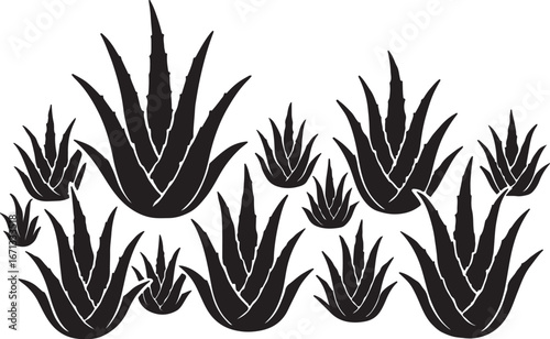 Farmers are cultivating aloe vera in rural areas.  এলোভেরা চাষাবাদ