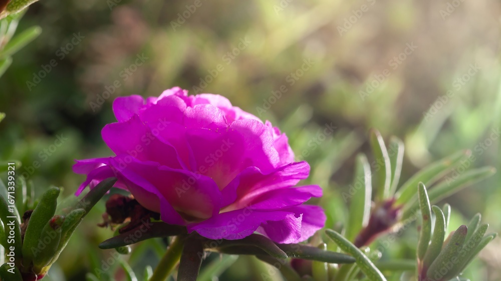 A stunning pink portulaca flower blossoms under the warm summer sunlight in a garden setting. A stunning pink portulaca flower blossoms under the warm summer sunlight in a garden setting.