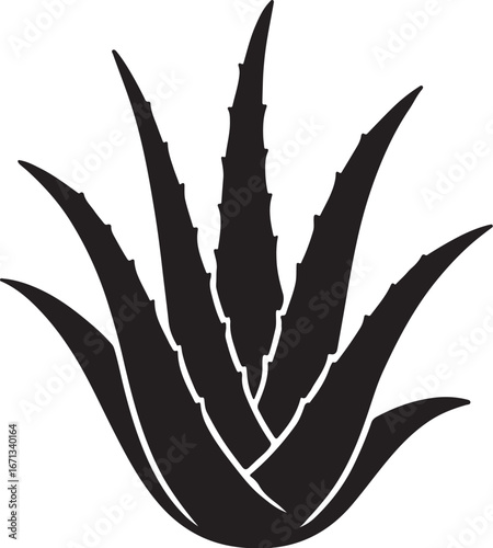 Farmers are cultivating aloe vera in rural areas.  এলোভেরা চাষাবাদ