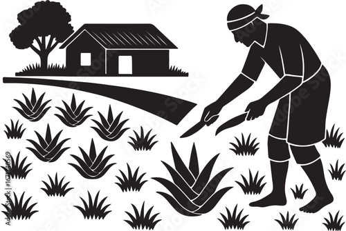 Farmers are cultivating aloe vera in rural areas.  এলোভেরা চাষাবাদ