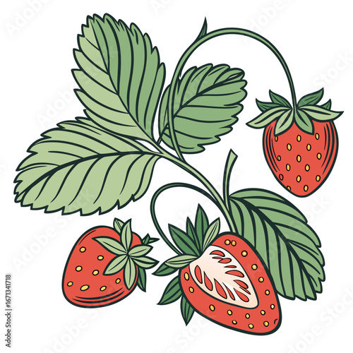 Fresh strawberries with leaves and a slice on a white background