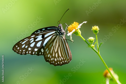 Blue Glassy Tiger butterfly -Ideopsis vulgaris, beautiful large butterfly from Eastern Asian meadows and woodlands, Vietnam.