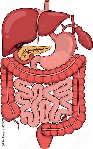 Human Digestive System Illustration Organs, Anatomy, and Processes for Health