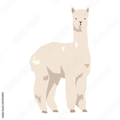 Alpaca vector illustration. Livestock, farm animal concept. Flat vector style, geometric shape.