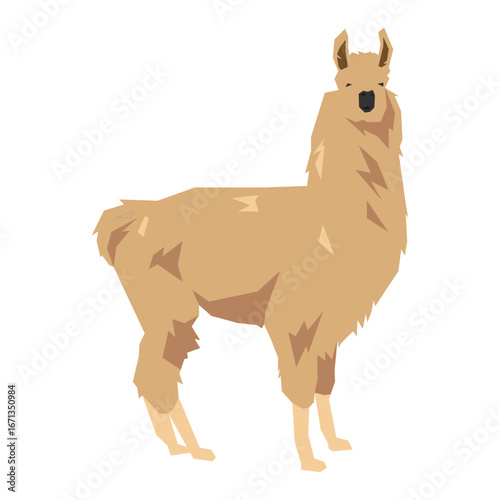 Llama vector illustration. Farm, domestic animal concept. Flat vector style, geometric shape.