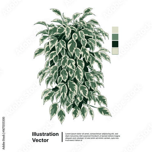 Stylized vector illustration of a beautiful variegated foliage houseplant, ideal for graphic botanical designs