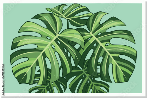 Vibrant Monstera Deliciosa Leaves, Lush Green Tropical Foliage Illustration