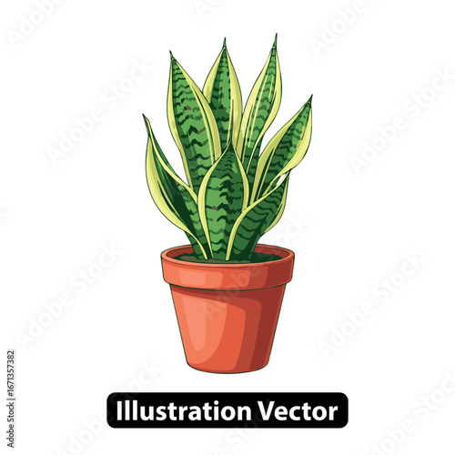 Indoor Snake Plant in a Terracotta Pot A Beautiful and Easy-to-Care-for Houseplant