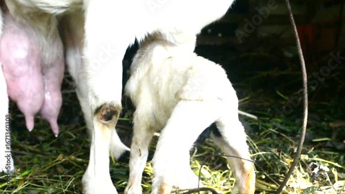 Two little goatlings, suckling goat drinking milk from its mother's teat, it is nursing from its dam. Hungry baby goat kid approaching full udder of mother nanny goat.