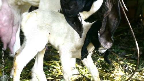 Two little goatlings, suckling goat drinking milk from its mother's teat, it is nursing from its dam. Hungry baby goat kid approaching full udder of mother nanny goat.