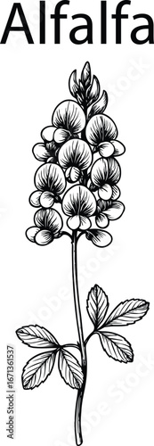 Hand Drawn Alfalfa Botanical Vector Illustration – Vintage Herbal Line Art