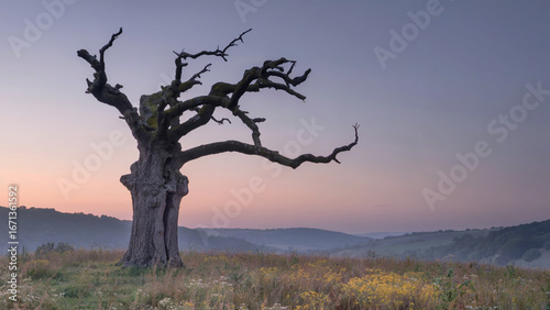 Wallpaper Mural Lonely Ancient Dead Tree in Field during Sunset Landscape Torontodigital.ca