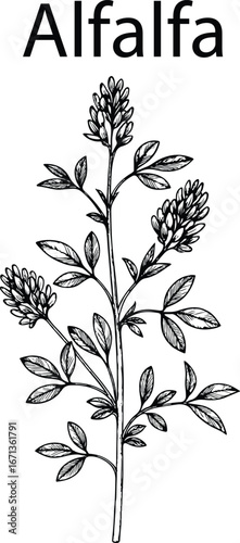 Hand Drawn Alfalfa Botanical Vector Illustration – Vintage Herbal Line Art
