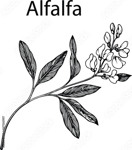 Hand Drawn Alfalfa Botanical Vector Illustration – Vintage Herbal Line Art