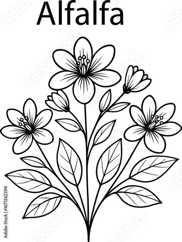 Hand Drawn Alfalfa Botanical Vector Illustration – Vintage Herbal Line Art