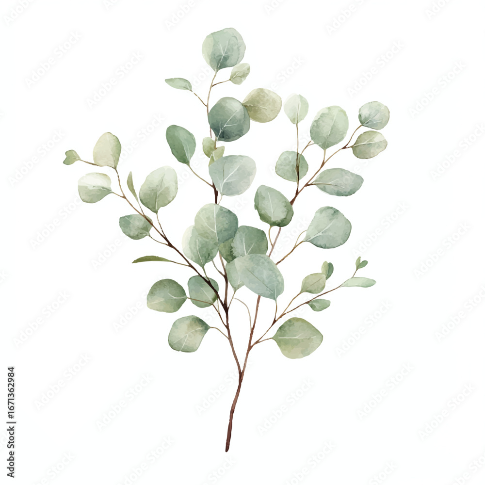Obraz premium a cute Eucalyptus leaf