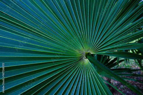abstract palm leaf textures on dark blue tone, natural green background.