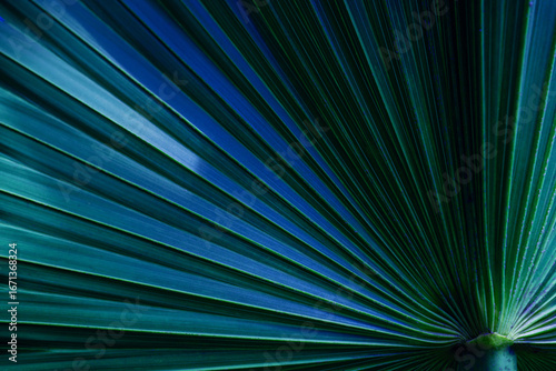 abstract palm leaf textures on dark blue tone, natural green background.