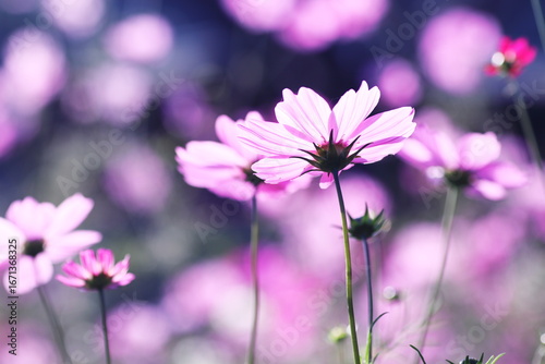 華やかなコスモスの花のある風景