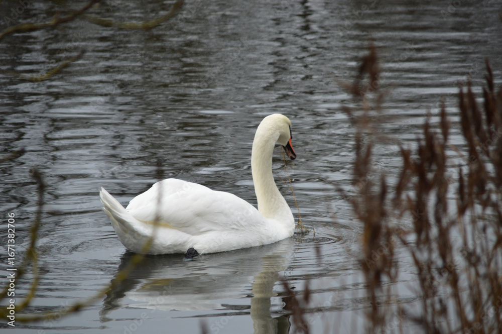 Fototapeta premium Swan family floating peacefully on calm water
