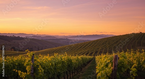 Vineyard Landscape at Sunset with Rolling Hills and Beautiful Light, Wine Country.