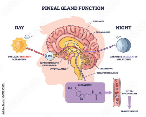 Pineal gland function diagram shows how light and darkness regulate melatonin production, featuring brain, sun, and moon. Diagram