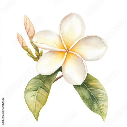 a cute Frangipani Plumeria