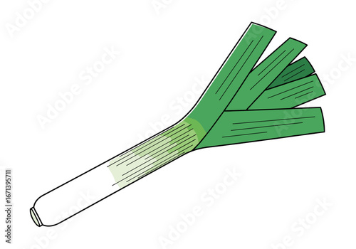 Fresh green leek vegetable illustration healthy ingredient for cooking and culinary use