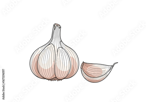 Fresh garlic bulb and peeled clove illustration for healthy cooking and culinary inspiration