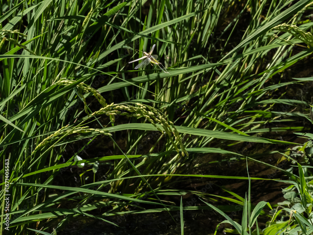 Obraz premium 田んぼの稲の上を飛ぶバッタ
