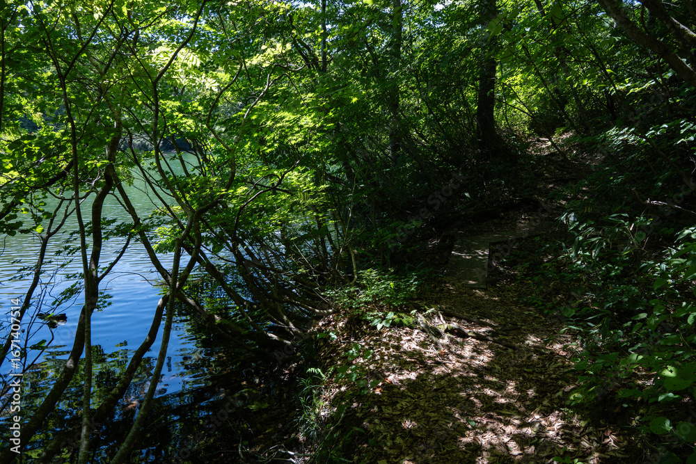 Fototapeta premium 湖畔の森の歩道 長野県小谷村 鎌池