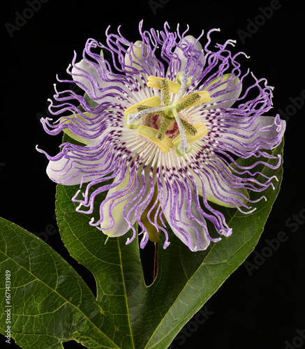 Passiflora incarnata, apricot vine, purple passionflower, Passiflore officinale, Liane de grenade, Maypop, officinal Passiflora, Pomegranate Liane