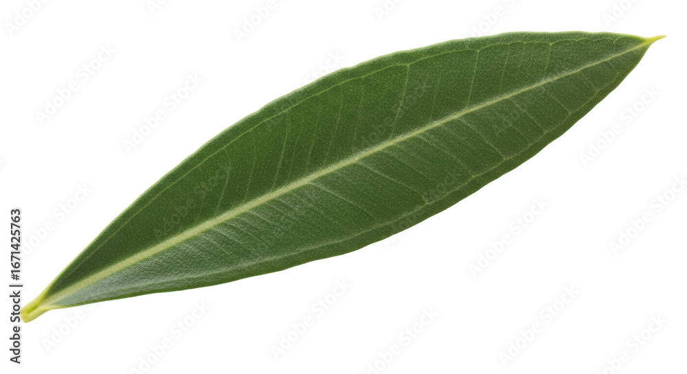 Fototapeta premium Isolated Single Green Olive Leaf