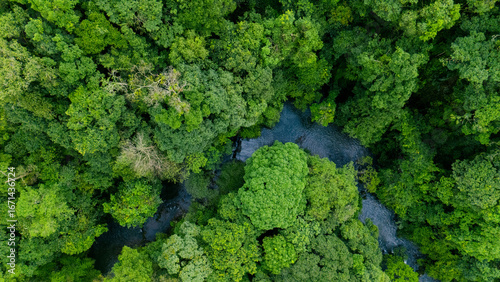 Fotografija Aerial view of lush green trees in forest with natural stream