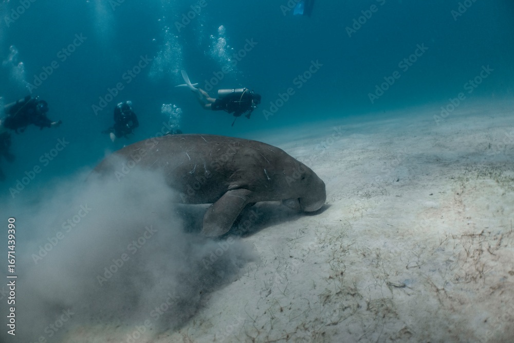 Fototapeta premium Diver observes a Dugong feeding on seagrass in crystal-clear waters.