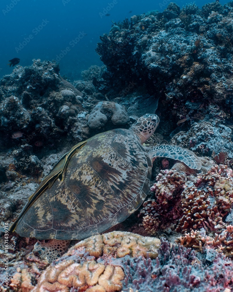 Fototapeta premium Green sea turtle rests among vibrant coral reef formations underwater.
