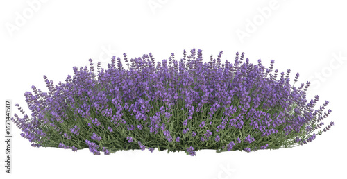 A lush bush of blooming lavender flowers isolated on transparent background