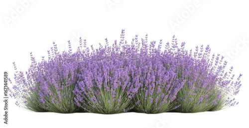 A lush bush of blooming lavender flowers isolated on transparent background