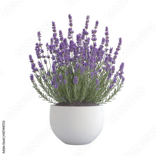 Lavender plant in a white pot isolated on transparent background