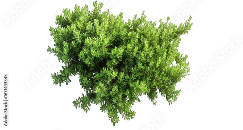 Green leafy bush isolated on transparent background