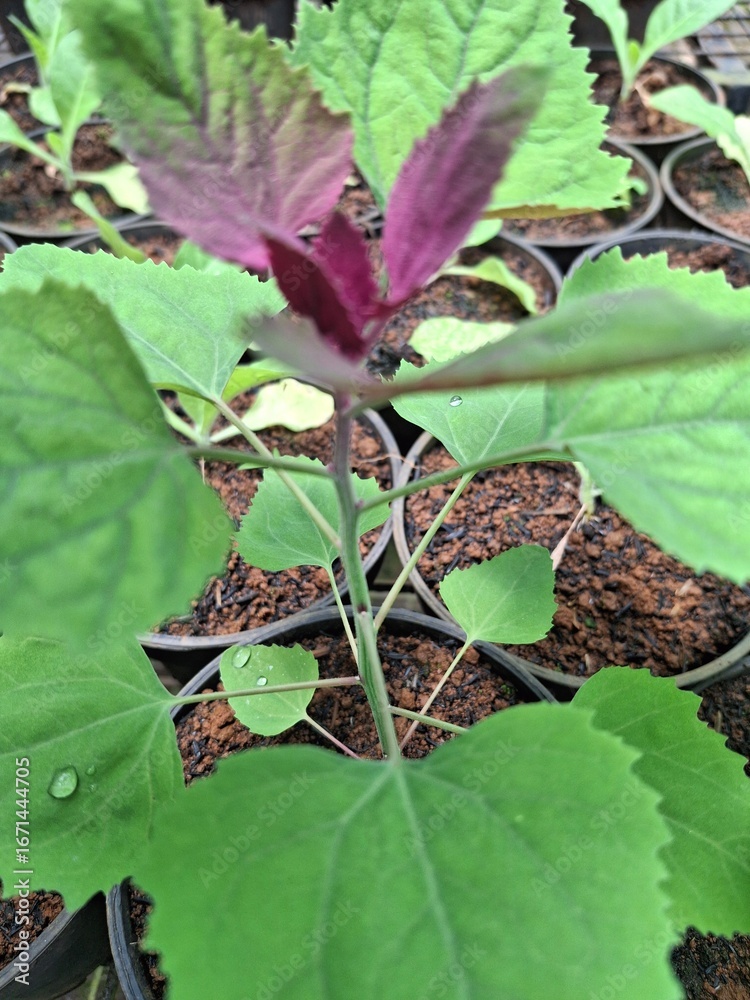 Obraz premium fresh plants for decoration