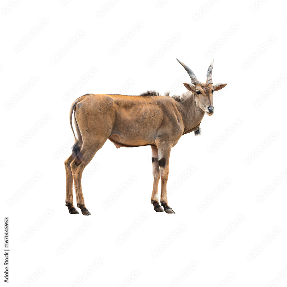 Fototapeta premium Graceful Common Eland Antelope standing alert with curved horns in natural daylight