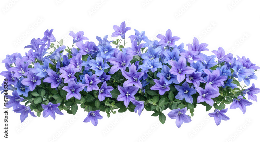Naklejka premium Blue and purple bellflowers isolated on transparent background