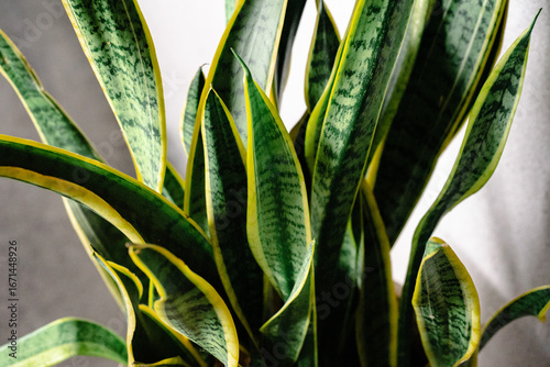 Sansevieria Plant Leaves – Natural Green Foliage