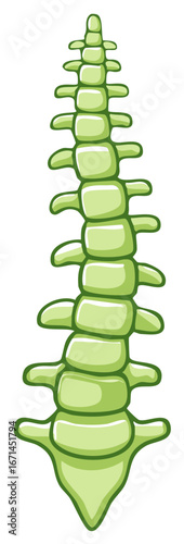 Illustration of a Light Green Spine with Vertebrae and a Sacrum, Isolated